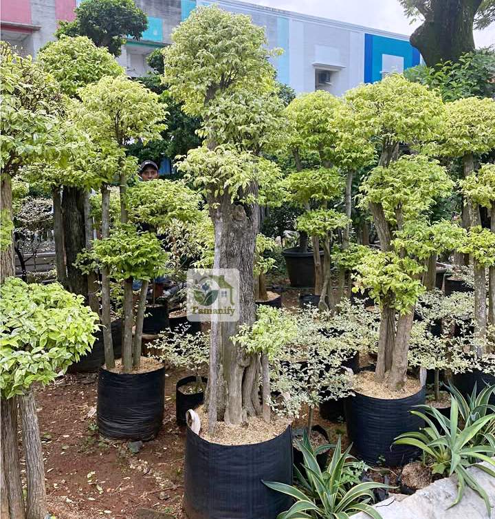 Read more about the article Jual Pohon Bonsai Anting Putri Bali Top#1 Tanaman Hias