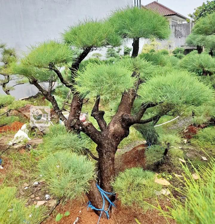 Read more about the article Jual Bonsai Cemara Udang Bali 100% Pohon Garansi Hidup