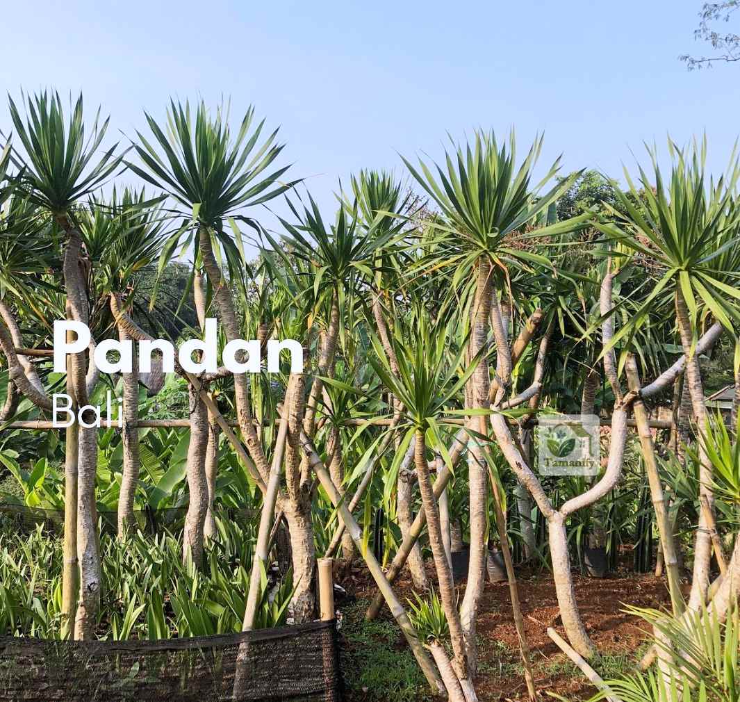 Read more about the article Jual Pohon Pandan Bali di Bali No#1 Tanaman Hias Tropis