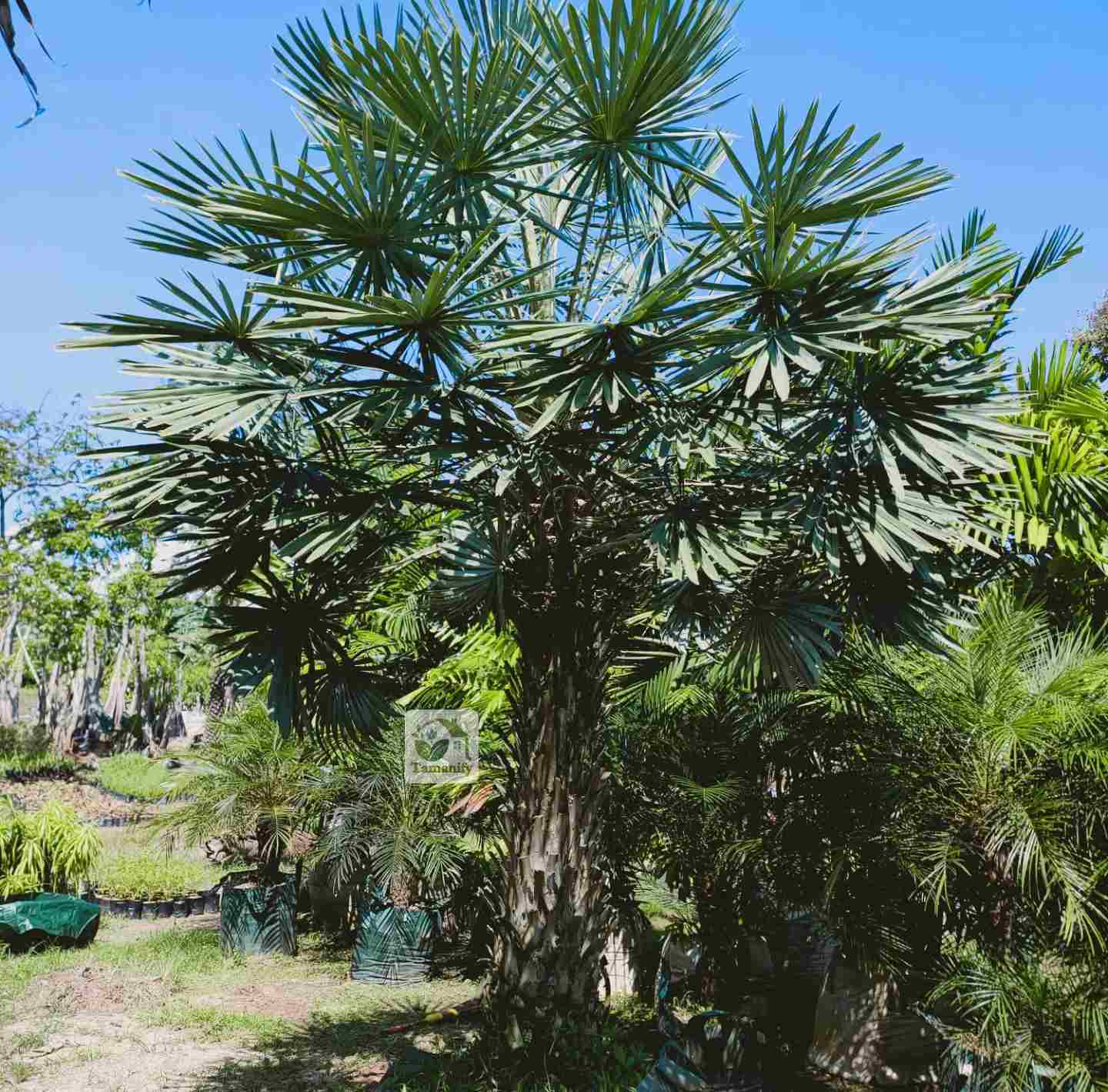 Read more about the article Jual Palem Bajul Copernis Bali Terbaik 100% Unggulan