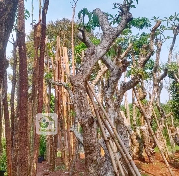 Read more about the article Jual Kamboja Fosil Bali 100% Pohon Tampungan Berkarakter