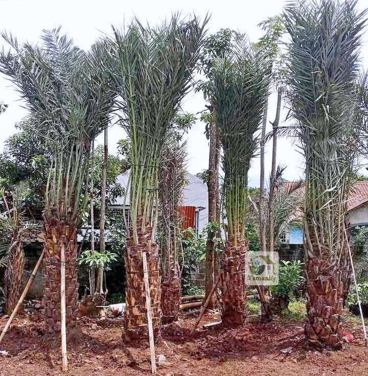 Read more about the article Jual Pohon Palem Kurma Bali #1 Siap Tanam & Berkualitas