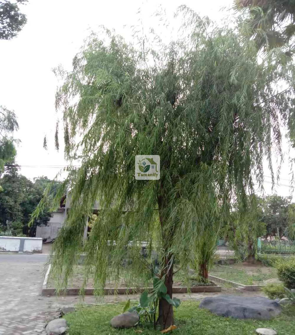 Read more about the article Jual Pohon Liang Liu Bali #1 Tanaman Janda Merana Pilihan