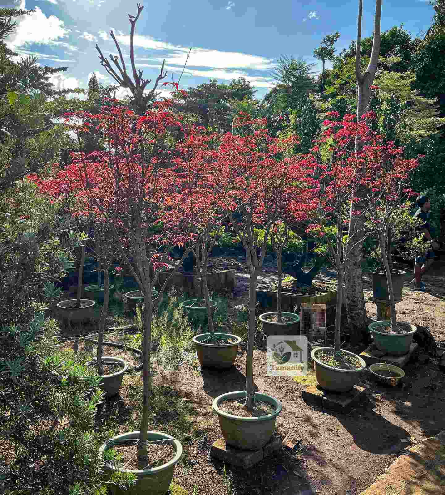 Read more about the article Jual Pohon Red Maple Bali #1 Ready Kirim Tanaman Sehat