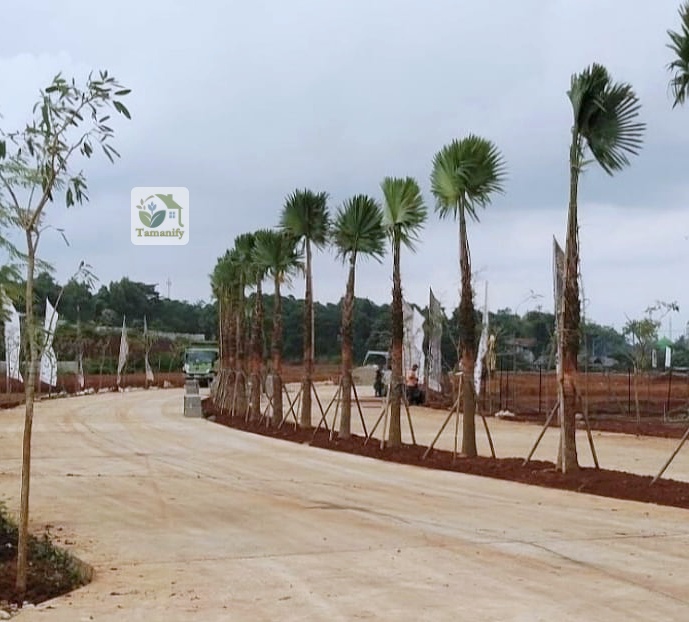 Read more about the article Jual Palem Sadeng Bali 100% Pohon Siap Tanam & Terawat