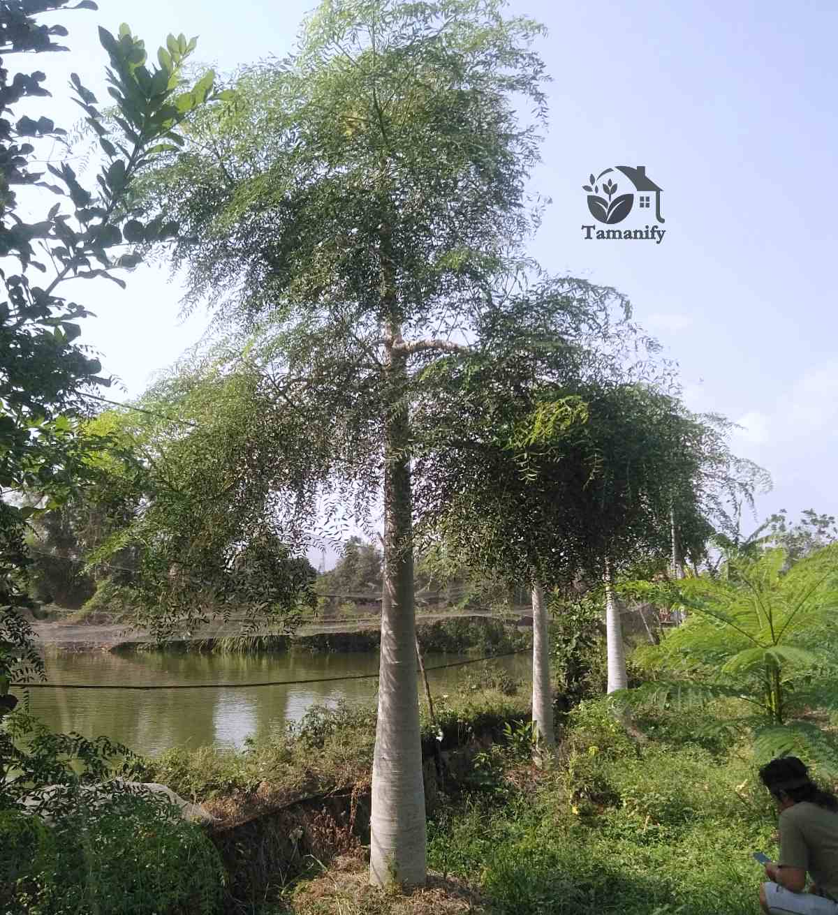 Read more about the article Jual Moringa Kelor Afrika di Bali Top#1 Terpercaya