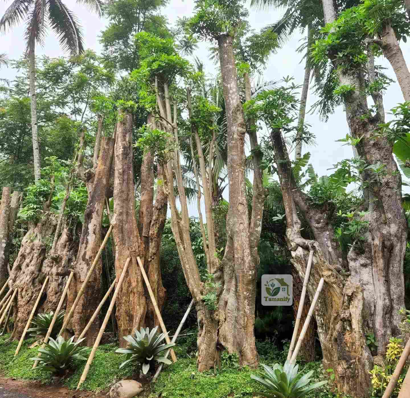 Read more about the article Jual Pohon Pule Bali Harga 100% Terbaik Spesialis Taman