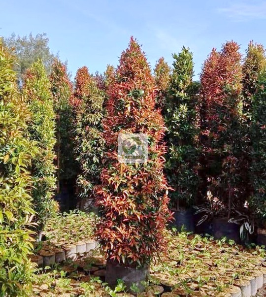 Read more about the article Jual Pohon Pucuk Merah Bali Top#1 Tanaman Pagar Rumah