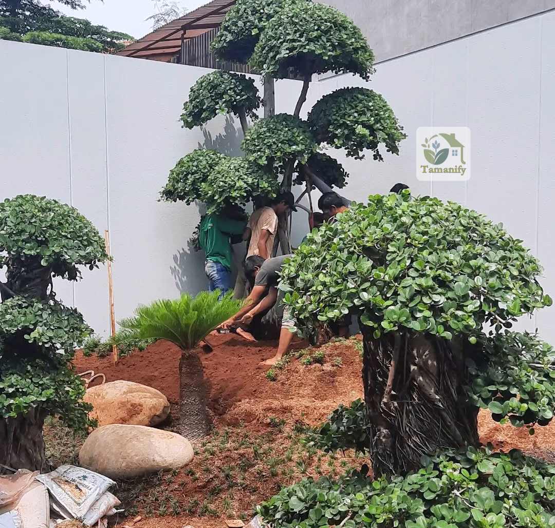 Read more about the article Jual Pohon Bonsai Dolar di Bali #1 Beringin Korea Unggul