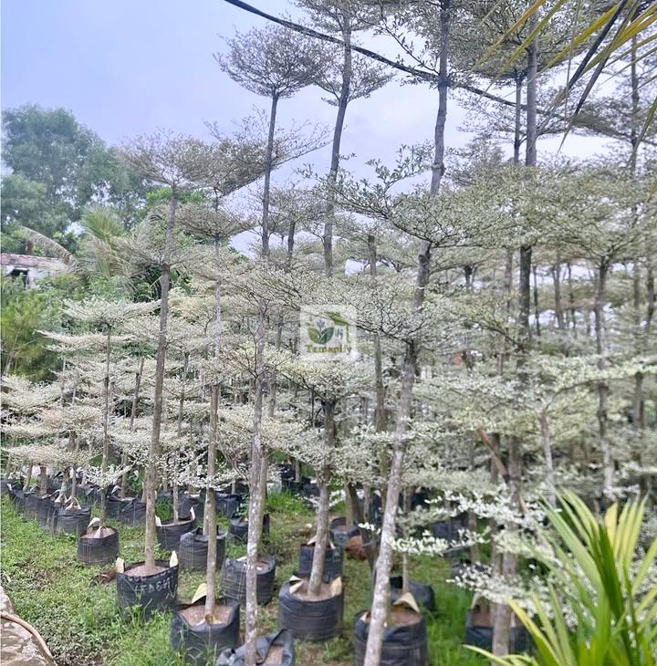 Read more about the article Jual Ketapang Kencana di Bali 100% Pohon Kualitas Unggul