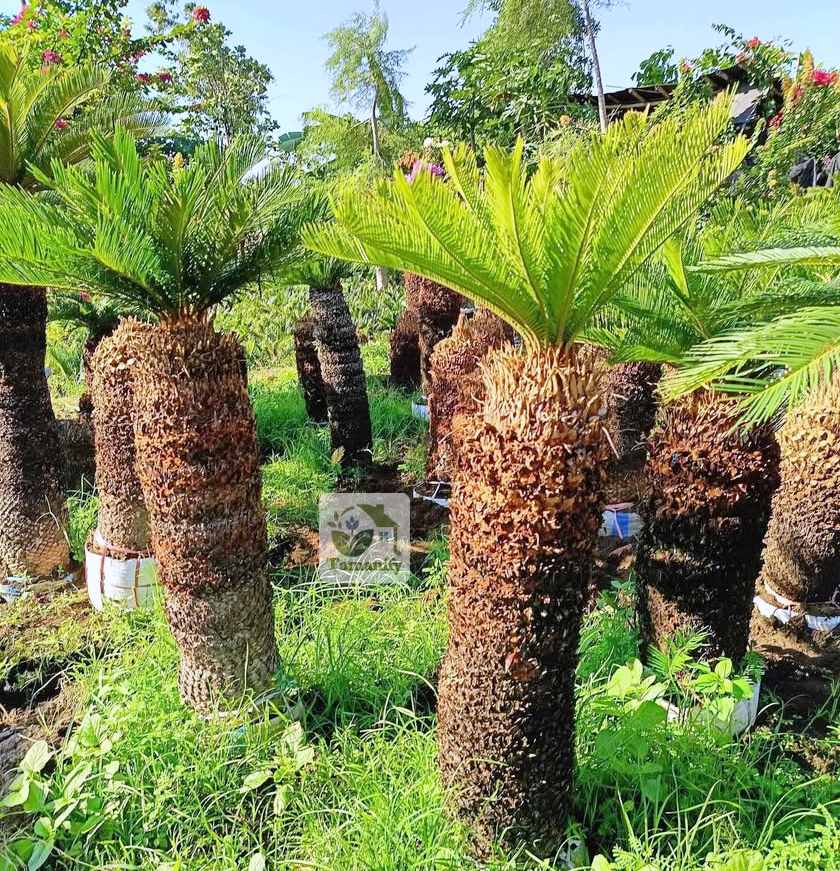 Read more about the article Jual Palem Sikas di Bali Top#1 Pohon Mawar Jambe Cantik