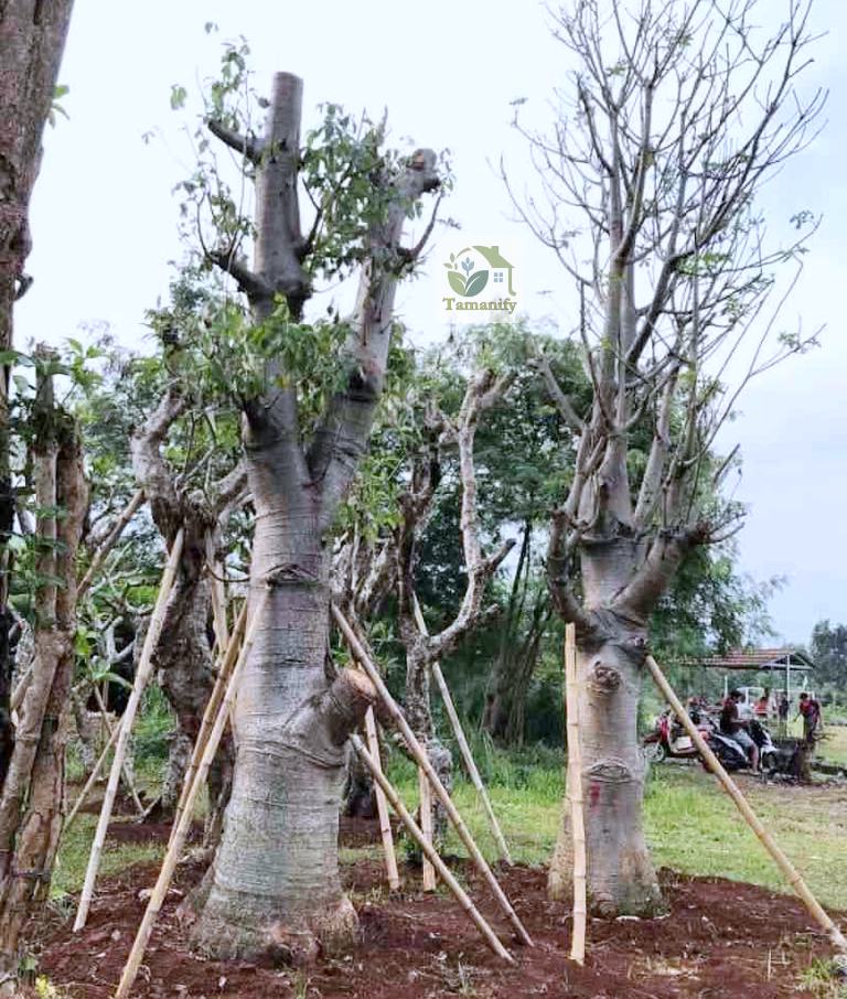 Read more about the article Jual Pohon Baobab Bali (Kaki Gajah) Terbaik No#1 Eksotis