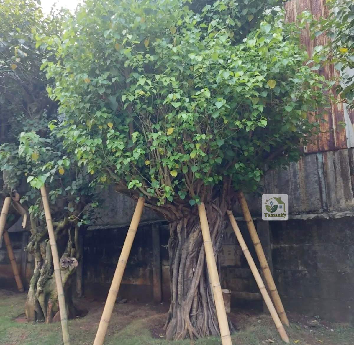 Read more about the article Jual Pohon Bodhi Bali #1 Ancak Besar Akar Kuat Siap Tanam