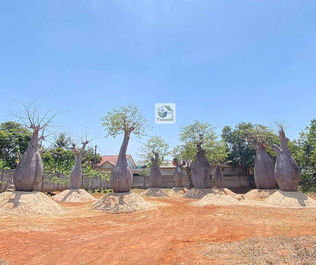 Read more about the article Jual Pohon Bottle Tree Bali #1 Sehat Siap Tanam & Pasang