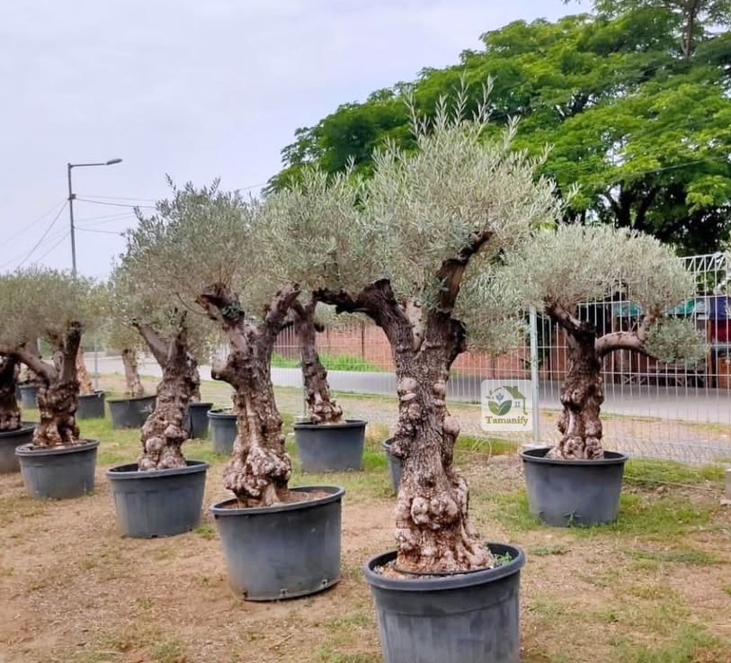 Read more about the article Jual Olive Tree Bali 100% Pohon Zaitun Langsung Dari Spain