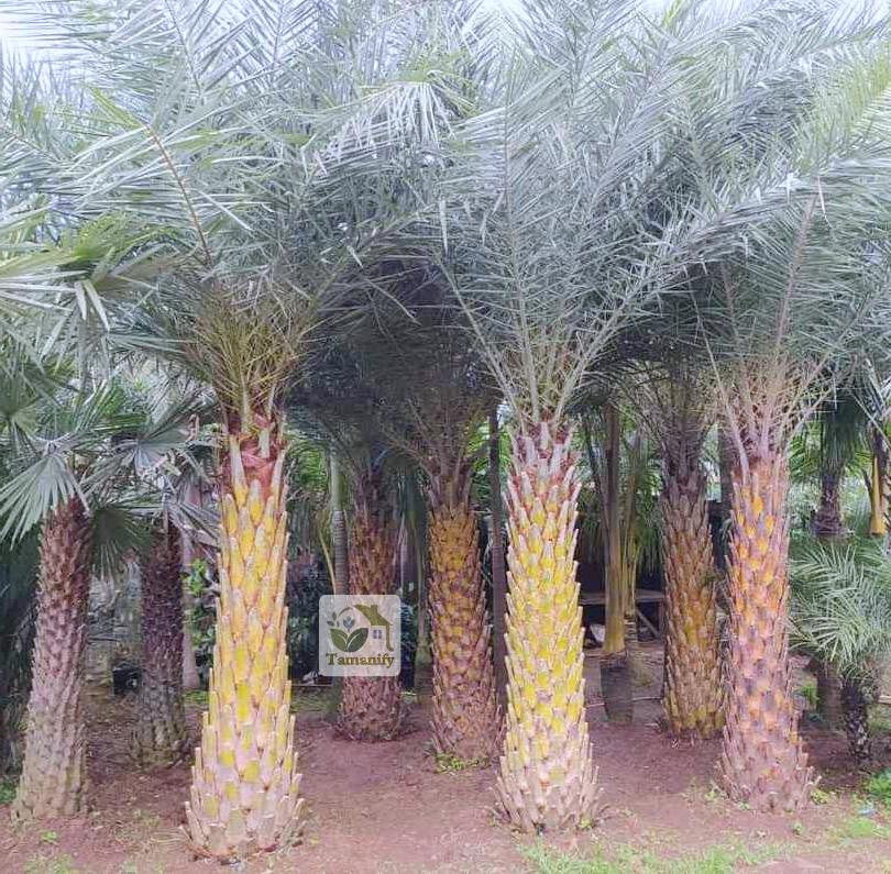 Read more about the article Jual Pohon Palem Kenari di Bali 100% Pengiriman Aman