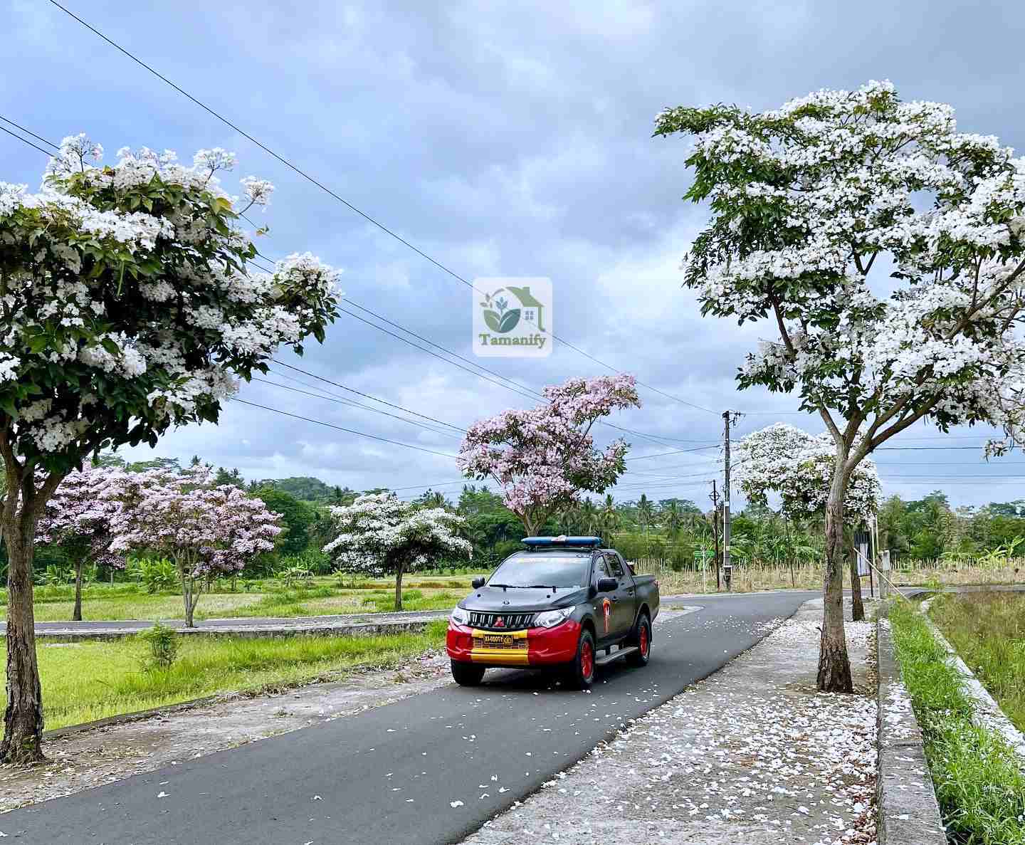 Read more about the article Jual Pohon Tabebuya Bali Top#1 Siap Tanam & Kirim Cepat