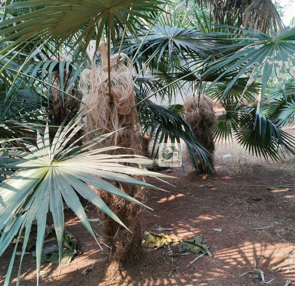 Read more about the article Jual Palem Jenggot Bali #1 Pohon Coccothrinax Crinita