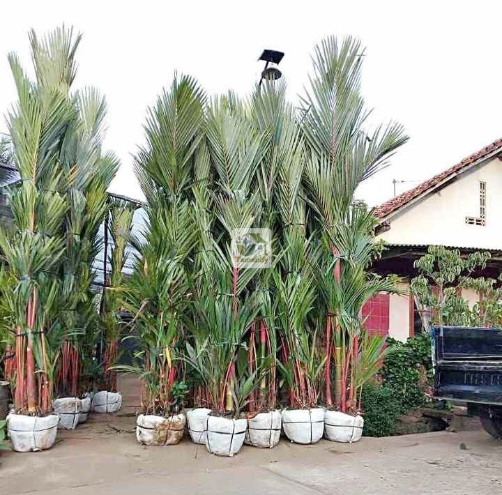 Read more about the article Jual Palem Merah Bali Top#1 Pohon Berkualitas & Bergaransi