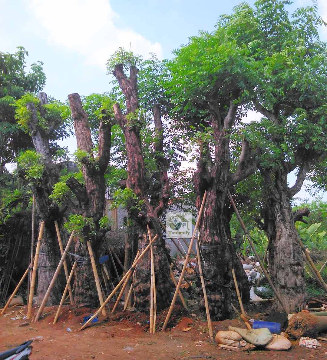 Read more about the article Jual Pohon Balibong Bali 100% Fosil Terbaik & Terpercaya