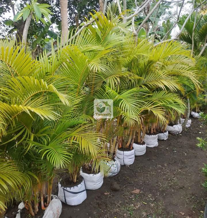 Read more about the article Jual Palem Kuning Bali Top#1 Pohon Berkualitas Terbaik