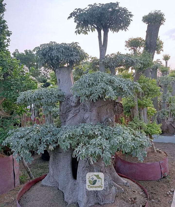 Read more about the article Jual Randu Varigata Bali Pohon Bonsai 100% Berkualitas